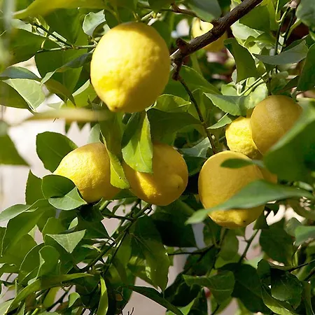 Il Castagno 2* Φλωρεντία
