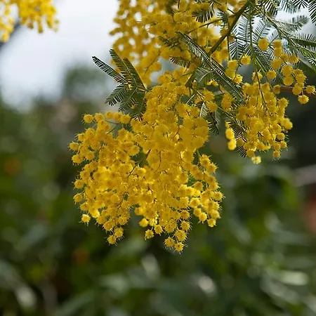 Hotel Il Castagno 2*