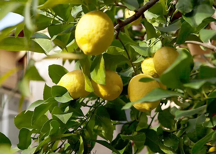 Il Castagno 2* Florens